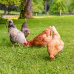 Pour nos animaux - Prairie Animaux - Lapins & Poules - MEDIA_EN_SITUATION_1